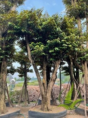 Cây Vú Sữa