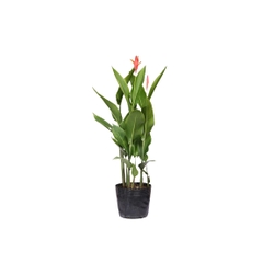 Chuối Mỏ Két