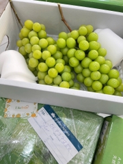 NHO MẪU ĐƠN SHINE MUSCAT
