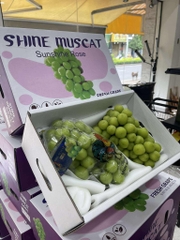 Nho Mẫu Đơn Shine Muscat – Thùng 2 Chùm Cao Cấp