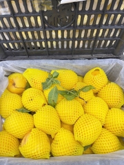 Đào vàng bắc kinh