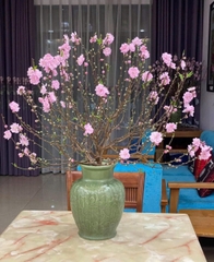 Cành đào tươi chưng Tết – Hoa hồng phấn, dáng đẹp, không khí Tết trọn vẹn