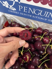 Cherry New Zealand Penguin (Thùng 2kg) – Trái to đều, giòn ngọt đậm vị, cao cấp làm quà biếu