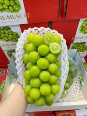 NHO MẪU ĐƠN SHINE MUSAT NO1