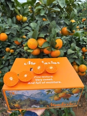 Quýt thái Vân Nam