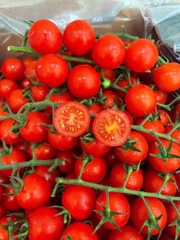 Cà chua cherry đỏ - cà chua chuỗi ngọc