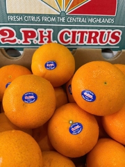 Quýt Úc 2PH Citrus S48