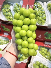 NHO MẪU VIP (thùng 1 chùm 1.3~1.6kg)