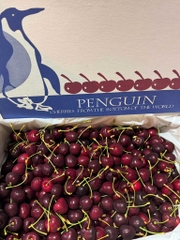 Cherry New Zealand Penguin size 26–28 (thùng 5kg) – Trái to đều, ngọt đậm, giòn mọng cao cấp