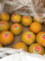 Hồng giòn socola