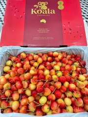 Cherry Vàng Koala Úc – Ngọt Thanh, Giòn Mọng, Chuẩn Cao Cấp