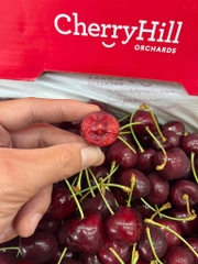 Cherry đỏ úc Hill Regina 26-28 – Trái Tươi Giòn Mọng, Ngọt Sâu Chuẩn Chất Lượng Cao Cấp