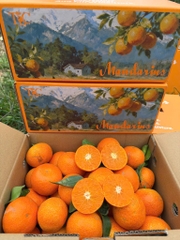 Quýt thái Vân Nam