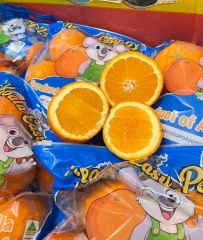 CAM LAI QUÝT
