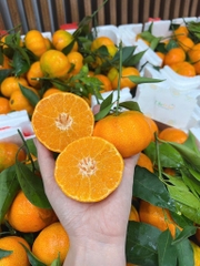 Cam Canh Tươi Vườn – Ngọt Đậm Tự Nhiên, Trưng Tết & Ăn Hàng Ngày