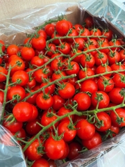 Cà chua cherry đỏ - cà chua chuỗi ngọc