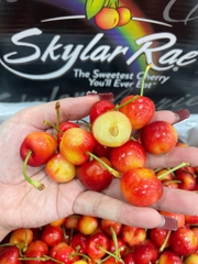 Cherry Vàng Úc Skylar Rae Size 26+ – Nữ Hoàng Cherry Ngọt Nhất Thế Giới