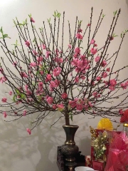 Cành đào tươi chưng Tết – Hoa hồng phấn, dáng đẹp, không khí Tết trọn vẹn