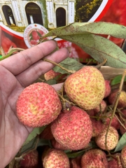 Vải Trứng Phù Cừ – Cùi Dày Giòn Ngọt, Hạt Nhỏ Đặc Sản Hưng Yên