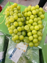 NHO MẪU ĐƠN SHINE MUSCAT