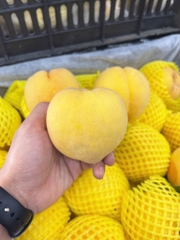 Đào vàng bắc kinh