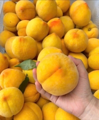Đào vàng bắc kinh