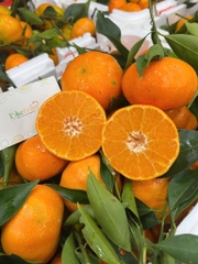 Cam Canh Tươi Vườn – Ngọt Đậm Tự Nhiên, Trưng Tết & Ăn Hàng Ngày