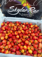 Cherry Vàng Úc Skylar Rae Size 26+ – Nữ Hoàng Cherry Ngọt Nhất Thế Giới
