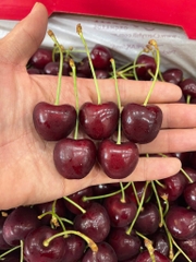 Cherry đỏ úc Hill Regina 26-28 – Trái Tươi Giòn Mọng, Ngọt Sâu Chuẩn Chất Lượng Cao Cấp