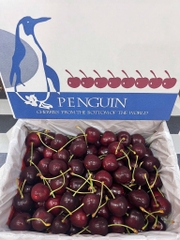 Cherry New Zealand Penguin (Thùng 2kg) – Trái to đều, giòn ngọt đậm vị, cao cấp làm quà biếu