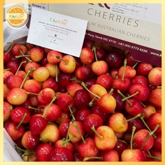 Cherry Vàng Koala  – Ngọt Thanh, Giòn Mọng, Đẳng Cấp Quà Biếu Cao Cấp