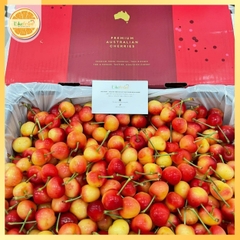 Cherry Vàng Koala Úc – Ngọt Thanh, Giòn Mọng, Chuẩn Cao Cấp