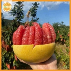 Bưởi đỏ Phúc Kiến