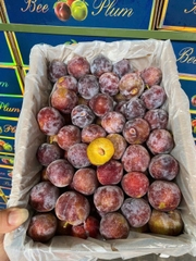 Mận mật ong tím Róc Hạt