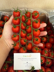 Cà chua cherry đỏ - cà chua chuỗi ngọc