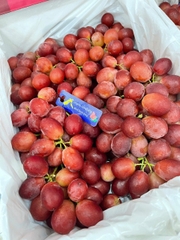 NHO ĐỎ NỮ HOÀNG NINA
