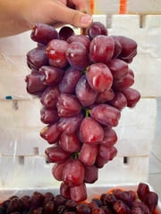 Nho mẫu đơn Đỏ Tím