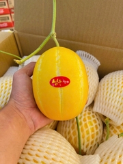 Dưa lê giống hàn