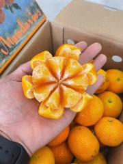 Quýt thái Vân Nam