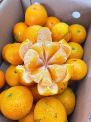 Quýt thái Vân Nam