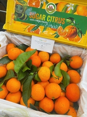 Quýt honey mini KK