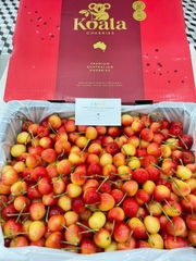 Cherry Vàng Koala Úc – Ngọt Thanh, Giòn Mọng, Chuẩn Cao Cấp