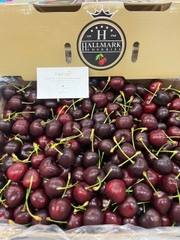 Cherry Đỏ úc Hallmarr S28+ trái to, đỏ đẹp, ngọt sâu