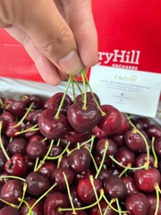 Cherry đỏ úc Hill Regina 26-28 – Trái Tươi Giòn Mọng, Ngọt Sâu Chuẩn Chất Lượng Cao Cấp