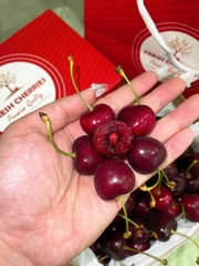 Set Quà Cherry Cao Cấp 1–2kg – Món Quà Sang Trọng, Tươi Ngon Chuẩn Nhập Khẩu