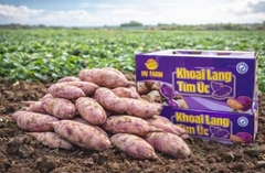 Khoai Lang Tím Úc Trồng Tại Việt Nam – Dẻo Bùi, Ngọt Tự Nhiên (Thùng 3kg)