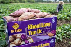 Khoai Lang Tím Úc Trồng Tại Việt Nam – Dẻo Bùi, Ngọt Tự Nhiên (Thùng 3kg)