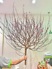 Cây Đào Tươi Trưng Tết – Mang Lộc Xuân, Đón May Mắn Cả Năm | Likefruit