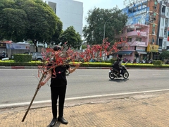 Cây Đào Tươi Trưng Tết – Mang Lộc Xuân, Đón May Mắn Cả Năm | Likefruit