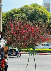 Cây Đào Tươi Trưng Tết – Mang Lộc Xuân, Đón May Mắn Cả Năm | Likefruit